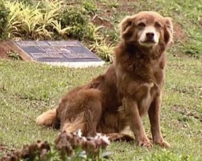 São Paulo voert een wet aan die het toestaat dat huisdieren bij de eigenaren worden begraven