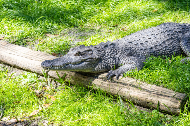 Dierenverzorger springt in het krokodillenverblijf om gewonde jongen te redden