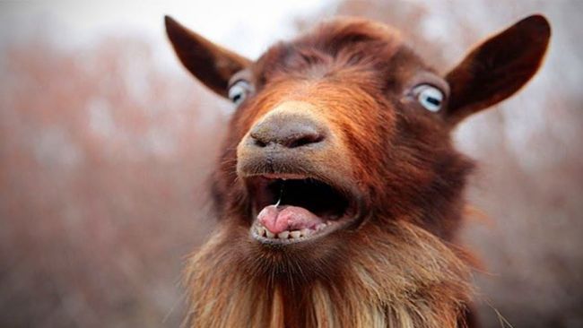 The strange story of police stealing a goat for a BBQ