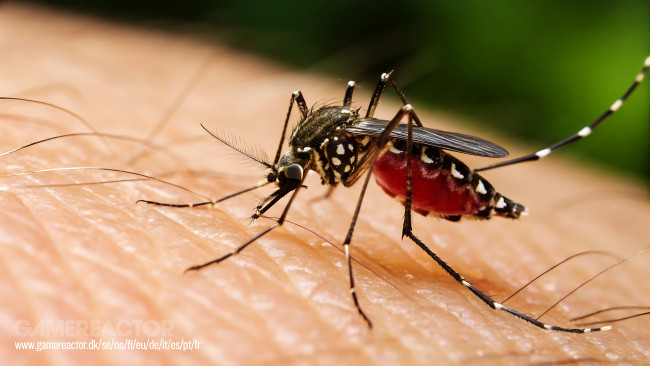 Het aantal gevallen van dengue overschrijdt alleen al in Sri Lanka in 2026 44.000