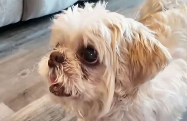 Vermiste hond gevonden op 1.600 kilometer van huis met een gloednieuwe naam