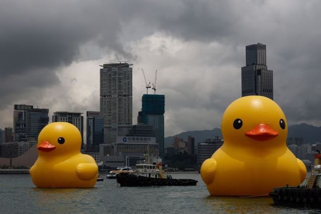 Some giant rubber ducks have invaded Hong Kong