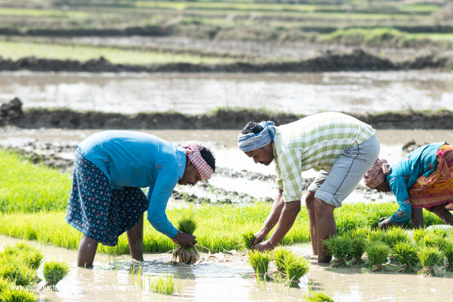 Een zeer droge juni en een ondergemiddelde moesson bedreigen dit jaar de landbouwproductie van India
