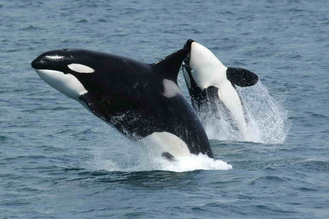 Orka's keren terug naar de Britse kust in aantallen die zelden eerder zijn gezien