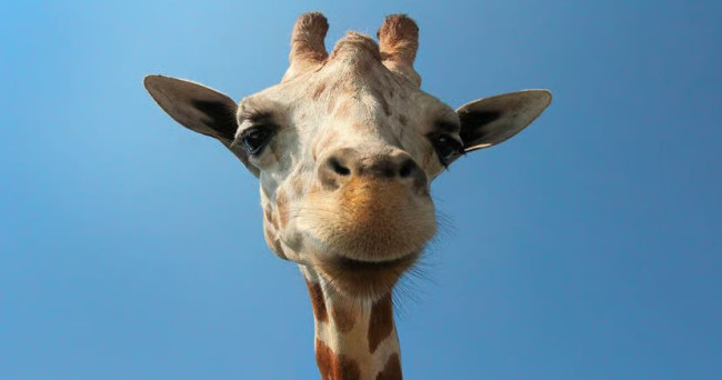 Nieuwe studie suggereert dat giraffen eenvoudige wiskundige problemen kunnen oplossen