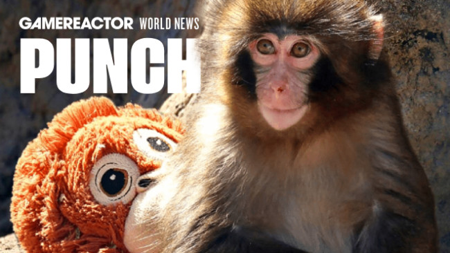 Wie is Punch the Monkey? De jonge makaak die bijna beroemder is geworden dan Donald Trump