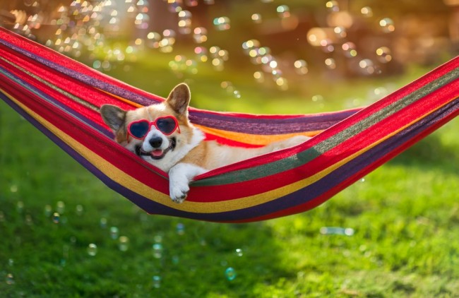 Heb je een hond? Deze pil kan hun levensduur met het equivalent van 24 mensenjaren verlengen