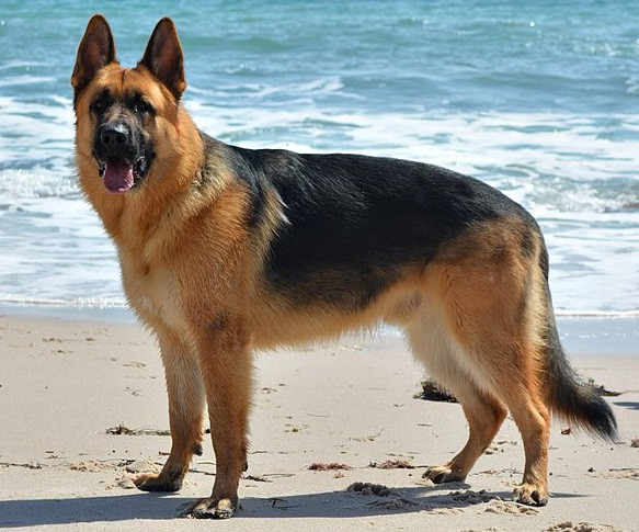 Duitse Herder overleeft een twee uur durende beproeving op de Noordzee