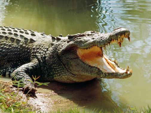 Reusachtig reptiel draagt trouwjurk voor bizarre Mexicaanse ceremonie