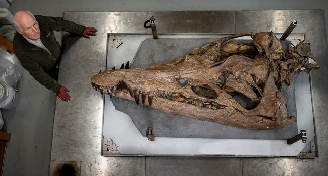 Giant marine animal skull found off British coast