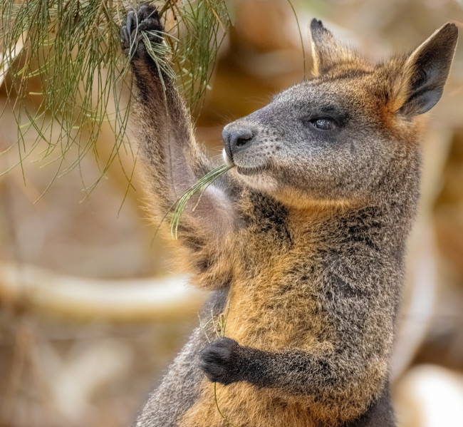 Drie kangoeroe-achtige wallabies gered bij een inval op een cannabiskwekerij ver van hun natuurlijke Antipodes