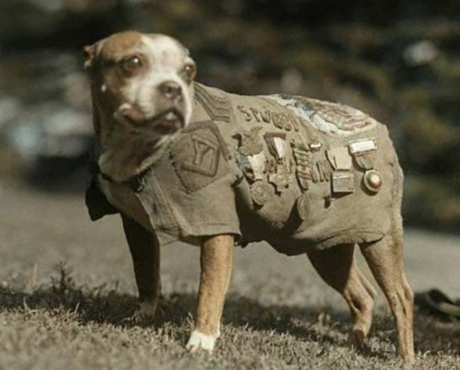 Hond schiet per ongeluk met jachtgeweer, verwondt vrouw in Nebraska