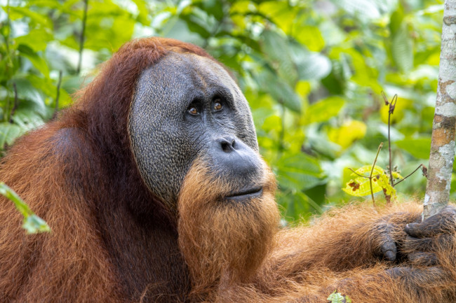 7% van de ernstig bedreigde orang-oetans in Sumatra kwam om het leven tijdens vier dagen met zware regenval