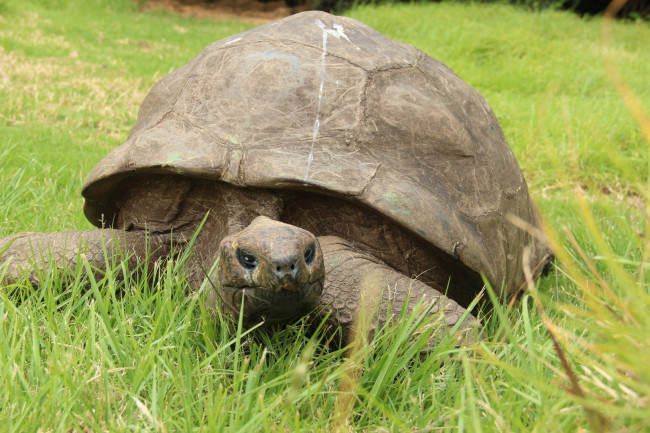 Jonathan de schildpad die door Guinness World Records wordt erkend als het oudste levende landdier