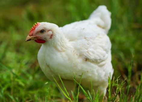 Dierenartsen pleiten voor een totaal verbod op kippenkooien in het Verenigd Koninkrijk