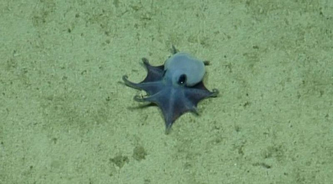 Wetenschappers ontdekken een kleine blauwe octopus diep onder de Galápagos