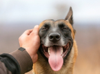 Studie identificeert de oudste bekende hond die 15.800 jaar oud is