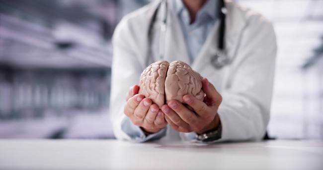 Wetenschappers maken eerste gedetailleerde atlas van hoe het menselijk brein zich ontwikkelt van embryo tot volwassenheid