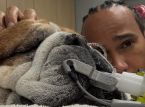 Lewis Hamilton's hond Roscoe ligt in coma: de Formule 1-kampioen deelt oprechte boodschap
