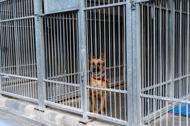 Tientallen honden gered uit een oplichterijopvang in Oeganda