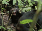 Wilde chimpansees observeerden een "burgeroorlog" (die als uniek menselijk werd beschouwd) in ongekende studie