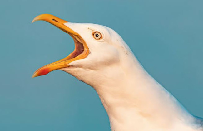 Man zou een meeuw doodgeslagen hebben na diefstal van een snack
