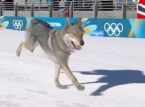 De lokale brave jongen Nazg&ucirc;l crasht in een skiwedstrijd op de Olympische Spelen: Hij is "koppig maar heel lief"