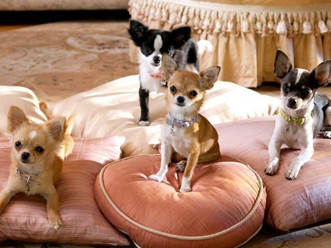 A runaway chihuahua caused a huge traffic jam