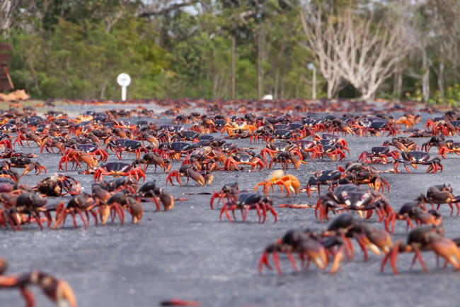 Veiligere wegovergangen zorgen ervoor dat de populatie mangrovelandkrab in Taiwan herstelt
