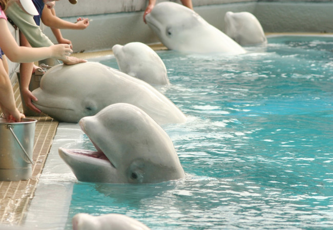 30 beluga's die in een afgesloten park in Canada worden achtergelaten om te sterven, worden naar dierentuinen in de VS en Spanje gestuurd