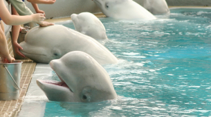 30 beluga's die in een afgesloten park in Canada worden achtergelaten om te sterven, worden naar dierentuinen in de VS en Spanje gestuurd