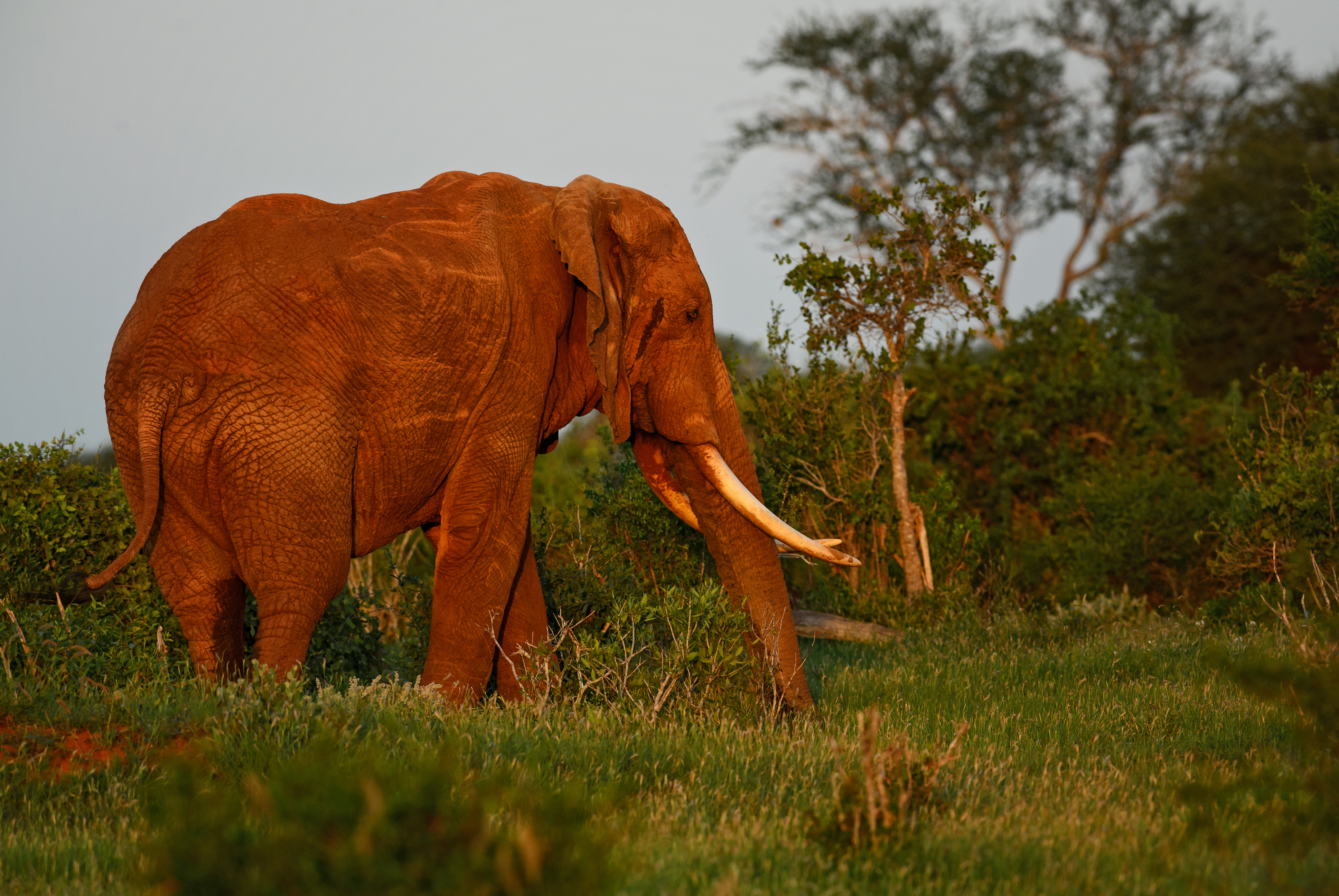 Nigeria legt strengere boetes en gevangenisstraffen op aan handelaren in wilde dieren