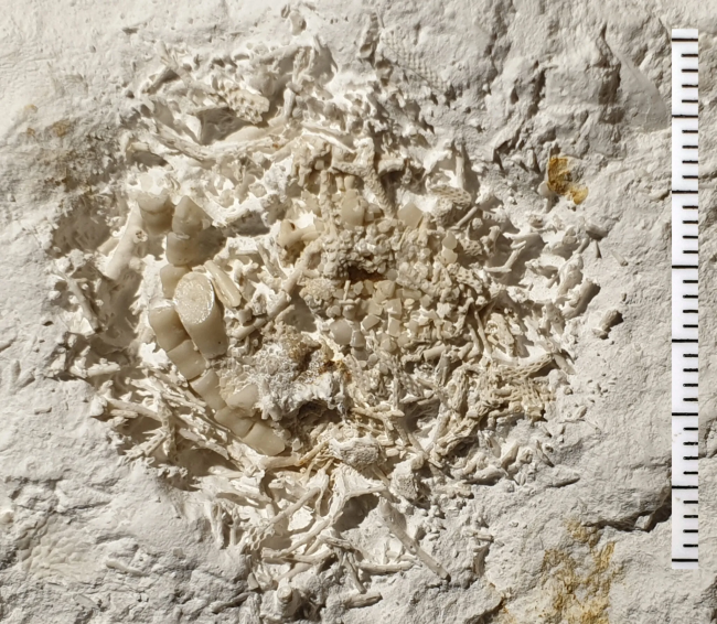 66 miljoen jaar oud gefossiliseerd braaksel onthuld in Denemarken