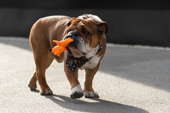 Lewis Hamilton's geliefde bulldog Roscoe is helaas overleden