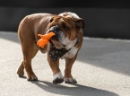 Lewis Hamilton's geliefde bulldog Roscoe is helaas overleden