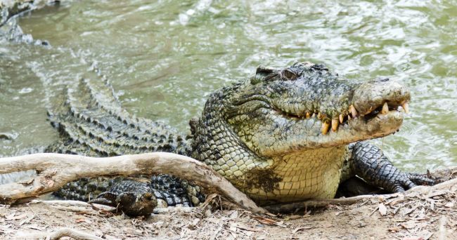 Man manages to prise crocodile jaws from his head after being attacked