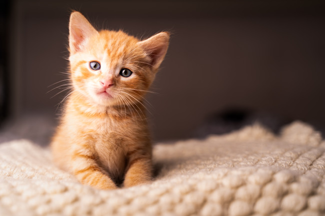 Meer specifiek dan de EU-regels: Spanje verbiedt het om honden langer dan 24 uur alleen thuis te laten of katten langer dan drie dagen alleen te laten
