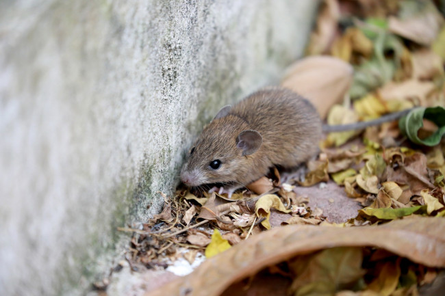 Hantavirus-uitbraak is bevestigd als de Andes-uitbraak, de enige die van persoon tot persoon overdraagbaar is