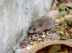 Hantavirus-uitbraak is bevestigd als de Andes-uitbraak, de enige die van persoon tot persoon overdraagbaar is