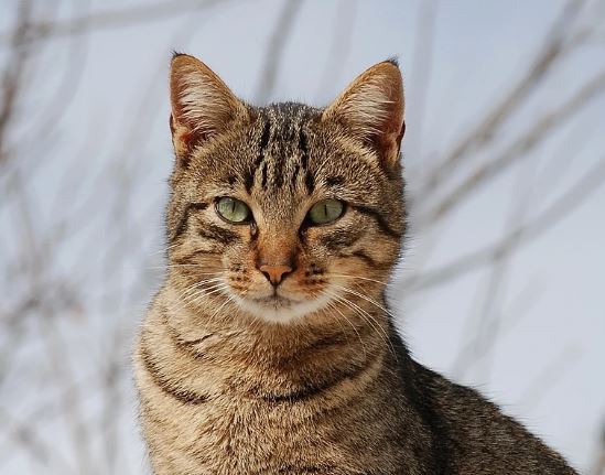 Honderden katten gered uit slachthuizen in Vietnam
