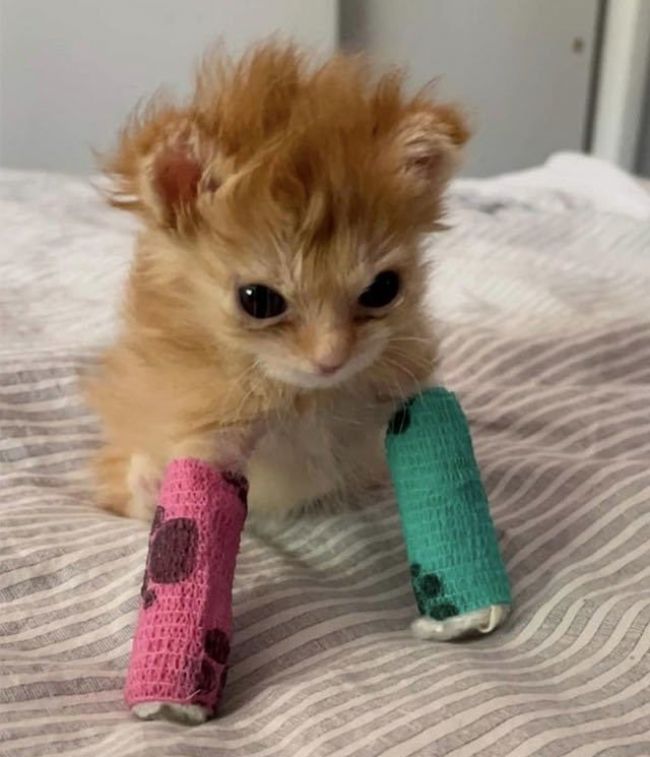 Angry kitten with two casts died and we're not okay