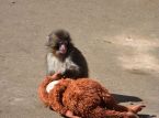 Amerikaanse staatsburgers gearresteerd wegens poging tot inbreking in het verblijf van Punch the monkey