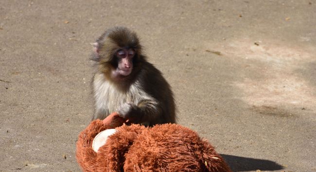 Amerikaanse staatsburgers gearresteerd wegens poging tot inbreking in het verblijf van Punch the monkey