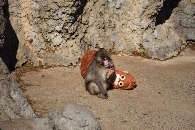 Amerikaanse staatsburgers gearresteerd wegens poging tot inbreking in het verblijf van Punch the monkey