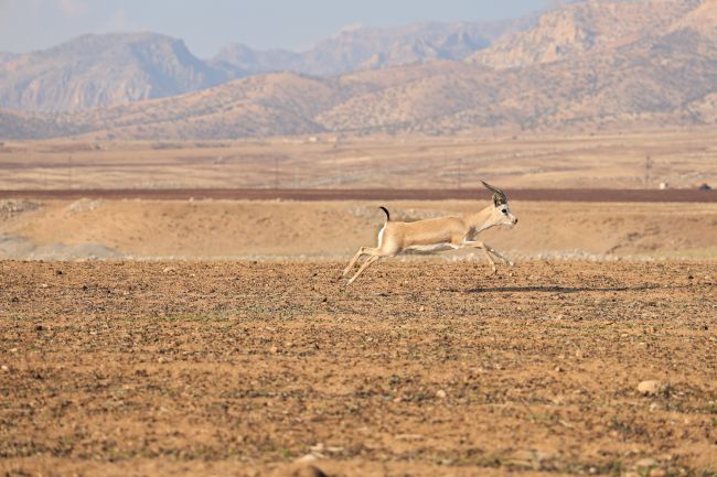 Turkije verbreekt zijn hoogst geregistreerde temperatuurrecord met een waarde van 50,5 °C
