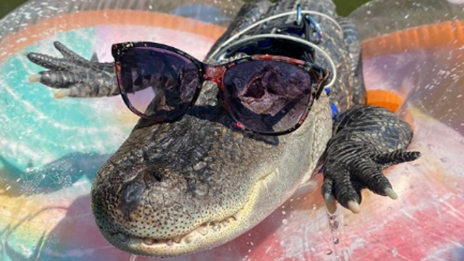 'Emotional support' alligator denied entry to U.S. baseball stadium