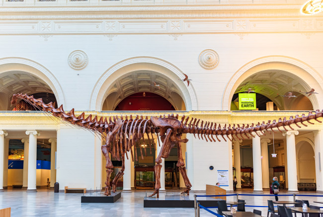 Dinosaurusbot gevonden in een lade blijkt voor het eerst ontdekt te zijn in Antarctica