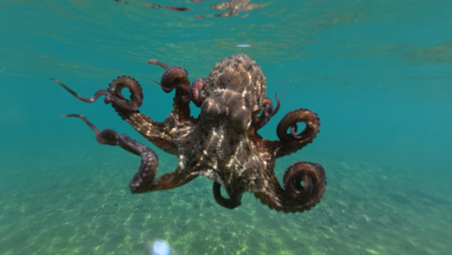 Recordaantallen octopussen ontdekt in het Verenigd Koninkrijk