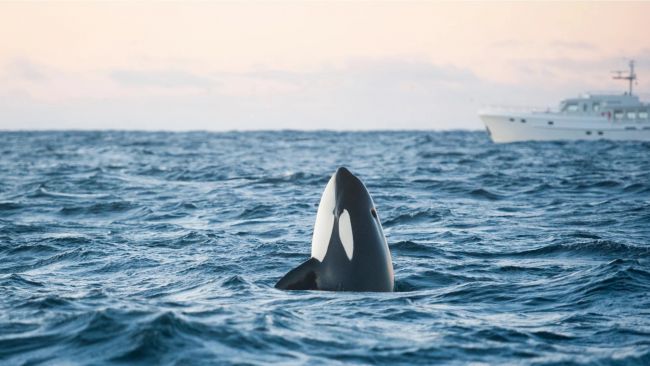 Orcas attack boats and sink them on purpose
