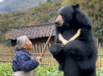 Wat is er aan de hand met Japan en beren? Van drones die blaffen als honden tot oma's die tegen beren vechten